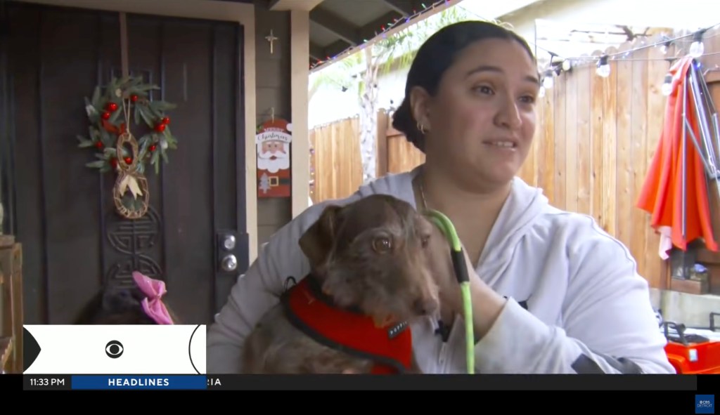 Woman holding a dog with a red harness, with a wooden fence and outdoor lights in the background.
